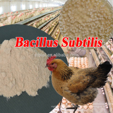 Additifs alimentaires de haute qualité Bacillus Subtilis